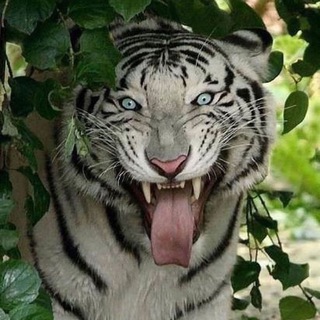 Логотип @erthlife - Жизнь на Земле 🌎