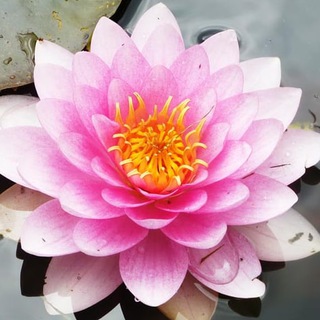 Логотип @erwachen_der_seele - Erwachen der Seele