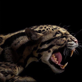 Логотип @escobarjass - 𝔻𝕀𝔸𝕄𝕆ℕ𝔻 💎