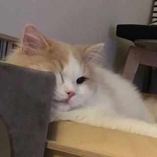 Логотип @estetichnyeoboii - 𐌺᧐ⲙⲙᥱнᴛᥲρᥙᥙ💕