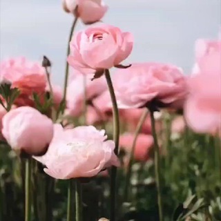 Логотип @estetika_video_stories - Stories Эстетика Видео