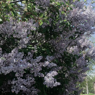 Логотип @estetikadyshimoei - 🦋Эстетика🦋