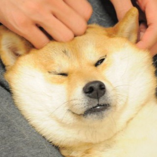 Логотип @etherdoge - Etherdoge