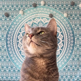 Логотип @eto_kycb - КУСЬ