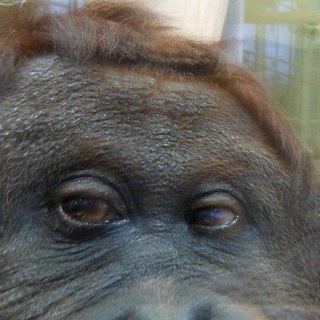 Логотип @etodich - Дичь