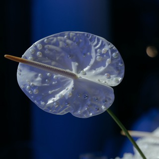 Логотип @etogolosa - Я слышу голоса 👽