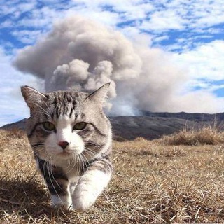 Логотип @etokit - Котик!