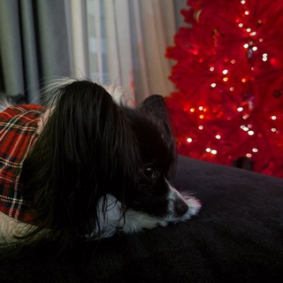 Логотип @etovselyryca - это всё лирика💖🛼