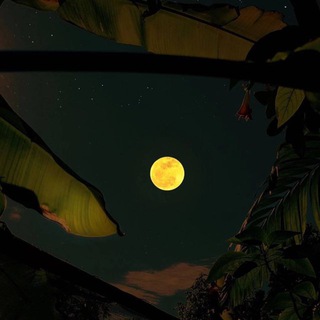 Логотип @euphoriahl - Euphoria