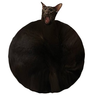 Логотип @evasmemes - МЕМЫ ЕВЫ