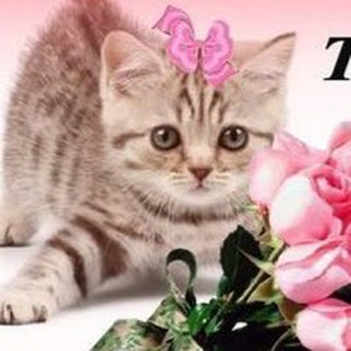 Логотип @everydaycard - ежедневные открытки