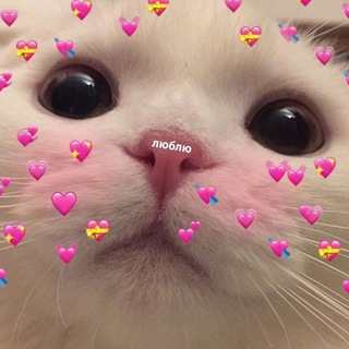 Логотип @everydaykitties - Котики на каждый день