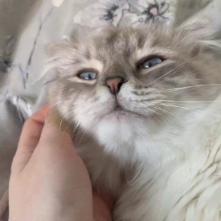 Логотип @everydaywithplaton - ежедневный Платон