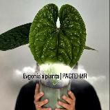 Логотип @evgeniaplants - evgeniaplants