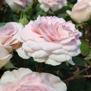 Логотип @evgeniarozi - Евгения