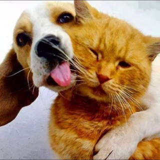 Логотип @evpakotopark - evpakotopark | САМЫЙ ЛУЧШИЙ КОТОПАРК! ПРОБЛЕМЫ КОШЕК И СОБАК ЕВПАТОРИИ. ГРУППЫ ПОДДЕРЖКИ. КРЫМ. ЕВПАТОРИЯ.