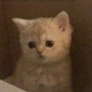 Логотип @existentiacat - экзистенциальные коты