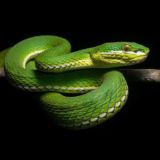 Логотип @exochatru - Экзочат 🐍