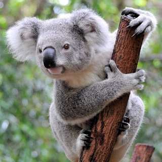 Логотип @expectant_koala - ʕ´Koalas`ʔ everywhere