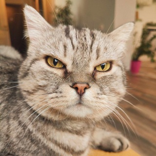 Логотип @expert_na_divane - Timofeevna tut