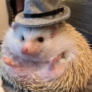 Логотип @ezhegram - ЕЖЕГРАМ 🦔🌴