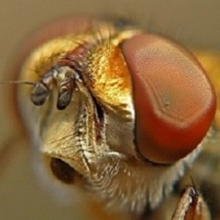 Логотип @ezhemuha - Ежемуха