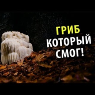 Логотип @ezhevik_ezhovik - Ежевик (ежовик гребенчатый) 🛤☀️