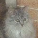 Логотип @f_cat37 - FCat