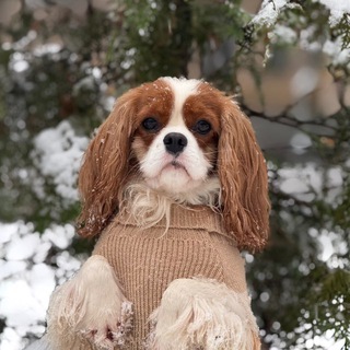 Логотип @fabi_cavalier - Cavalier_Fabi