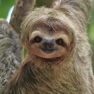 Логотип @facts_for_cats - 5 интересных фактов