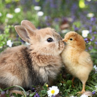 Логотип @fakti_o_zivotnix - Факты о Животных