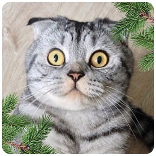 Логотип @famousniki_chat - FamousNiki чат