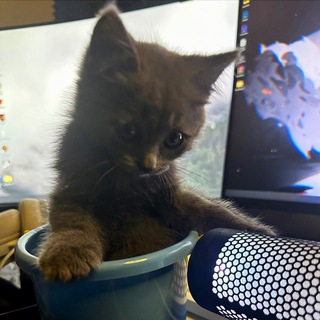 Логотип @fanat_edits - Fanat