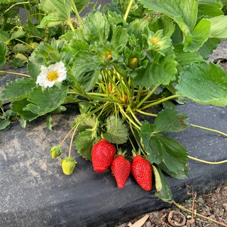 Логотип @farmdinsk - Клубничный Фермер(klubnikafermer)