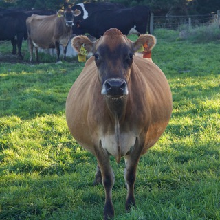 Логотип @farmnewzealand - Обратная сторона Земли - Новая Зеландия