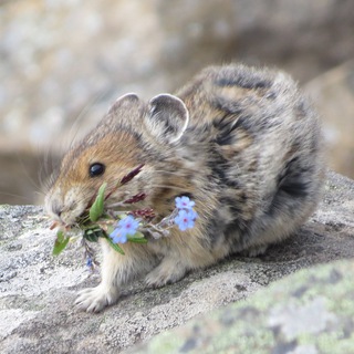 Логотип @fasolicus - фасоликус томатикус