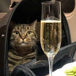 Логотип @fatcat_afl - Толстый Кот