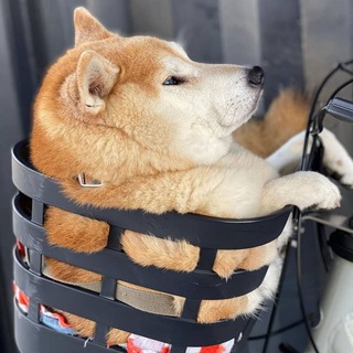 Логотип @fatdogs - Толстые Собаки