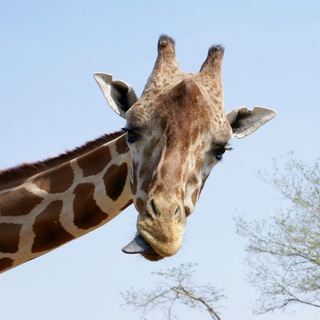 Логотип @faunaflorazoo - Животное и природное