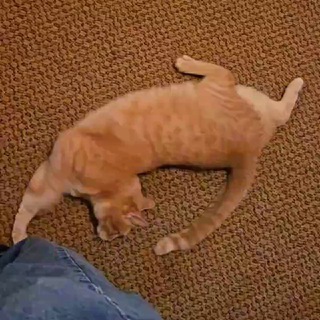 Логотип @fearandloathingincatsville - Fear and Loathing in Catsville