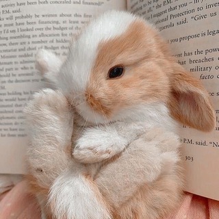 Логотип @federrryy - заячья нора 🐰🤍