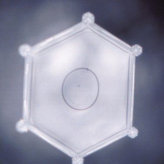 Логотип @feiam1 - 𝙁𝙡𝙖𝙩 𝙀𝙖𝙧𝙩𝙝 𝙄𝙨𝙡𝙖𝙢 𝘼𝙣𝙙 𝙈𝙤𝙧𝙚