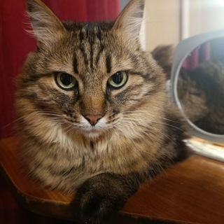 Логотип @felixdolgarev - Мурмуары Феликса Виликалепново