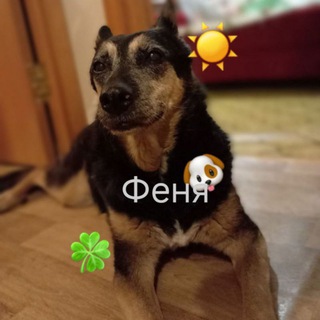 Логотип @fenao - Феня🐾🐶