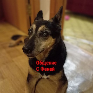 Логотип @fenao2007 - Общение с Феней🐶