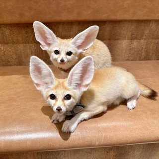 Логотип @feneki_forever - Фенеки и другие лисы