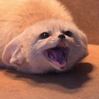 Логотип @fennecforecast - Fennec Forecast