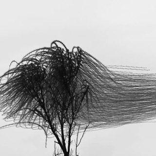 Логотип @fermentednick - Ферментейшн Стейшн