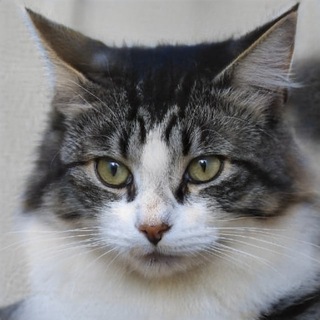 Логотип @ferretsubtlysavior - Ferret Subtly Savior