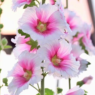 Логотип @feyatsvetochnaya - Цветочная фея